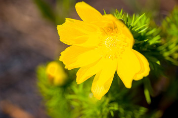 yellow flower macro