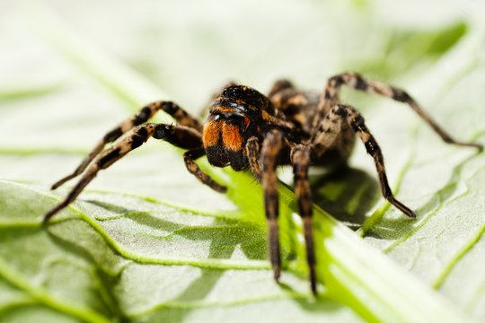 Big spider on green leaf