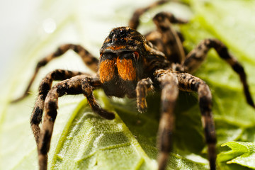 Big spider on green leaf