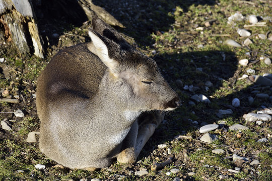 Mammals - Roe-deer (Capreolus capreolus)