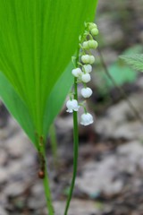 Obraz premium Lily of the valley (convallaria majalis)