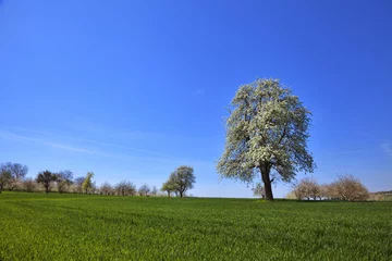 Photo sur Plexiglas Fleur de cerisier Blühender Kirschbaum auf Wiese vor Himmel
