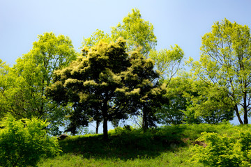 白い花の咲く木