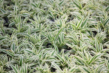 tropical foliage background.