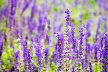 Naklejka premium Lavender flower field,Spring background, leave space for adding