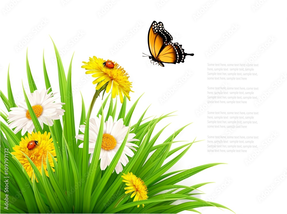 Poster nature summer background with daisy flower with butterfly. vecto