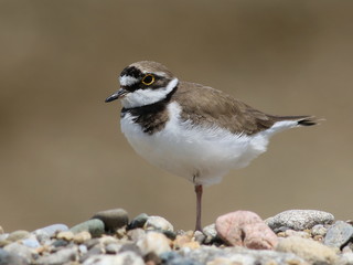 Little Ringed Plover, Charadrius dubius