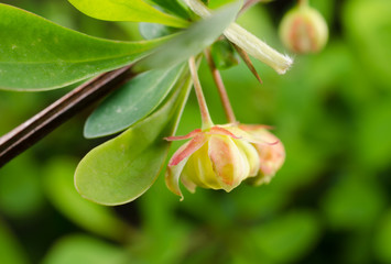 Blüte der grünen Heckenberberitze