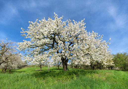 &Uuml;ppig bl&uuml;hender Kirschbaum 