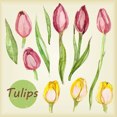 Set of watercolor tulips. Vector isolated elements