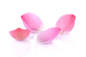 Fototapeta na wymiar Closeup on lotus petal on white background