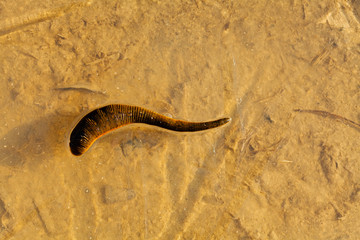Leech in shallow water