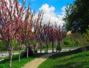 Alley of cherry blossoms.