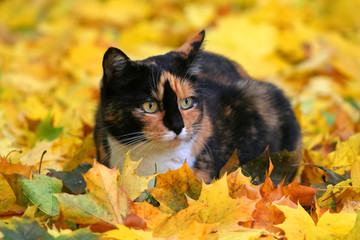 Katze schildpatt Färbung sitzt im herbstlichen Ahornlaub