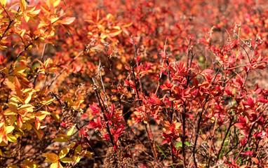 Physocarpus opulifolius -Mindia-. Leaves at blooming copper-orange, purple summer.