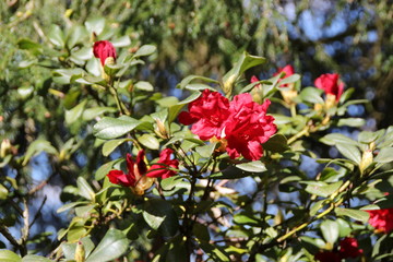 Fototapeta na wymiar Rote Rhododendronblüten