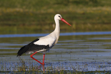 Hunting white stork © Geza Farkas