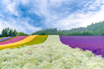 Fototapeta premium Flower field with gypsophila , near is lavender and many kind of flower on summer with beautiful sky in Tomita farm in Hokkaido, Japan 