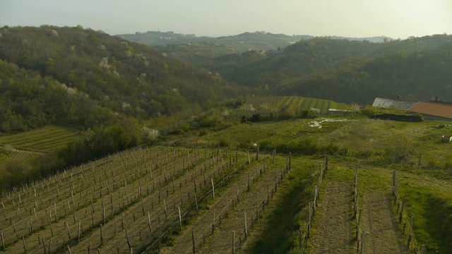 Slow mid air crossing over vineyard early in the spring with green hills at background. Shoot late afternoon.
