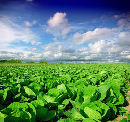 Landscape view of a freshly growing cabbage field - obrazy, fototapety, plakaty
