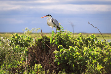 Wetlands in Nature Reserve Esteros del Ibera, Colonia Carlos Pel