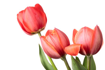 Fototapeta premium Tulips