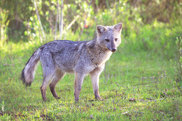 Obraz premium Gray fox, El Palmar National Park, Argentina