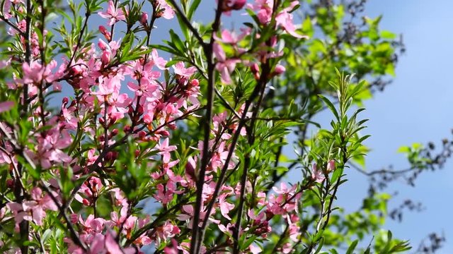 Almond blossom and sky. Prunus tenella.  Beautiful springtime flowering.
