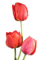 Fototapeta premium Three tulip