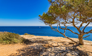 Schöner Ausblick Insel Meer Baum Mediterran