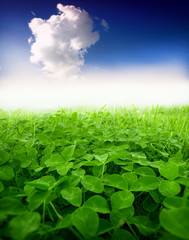 Picture of green clover field - 109802943