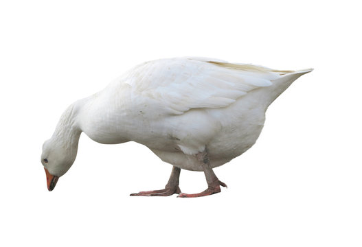 White domestic goose isolated over white