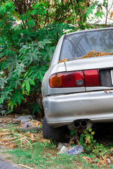discarded old car in overgrown grass and tree