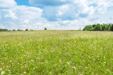 meadow wild flowers