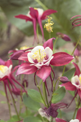 Aquilegia flowers