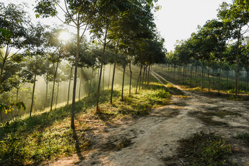 Morning light in the rubber trees park 