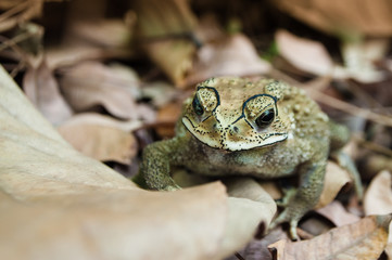 Toad on leaves