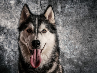 Husky