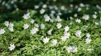 First spring flowers
