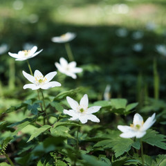 Fototapeta na wymiar First spring flowers
