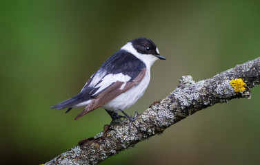 Fototapeta premium The Collared Flycatcher