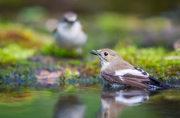 The two Pied Flycatchers