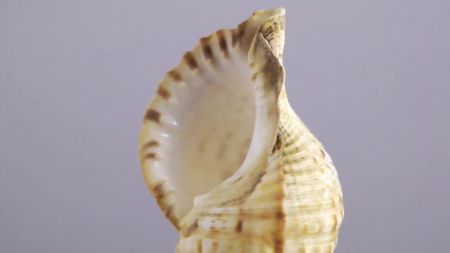 Conch Seashell Rotation