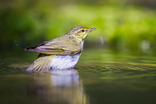 The Wood Warbler Bathing