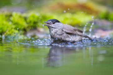 The Black Cap bathing 