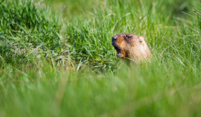 The Marmot