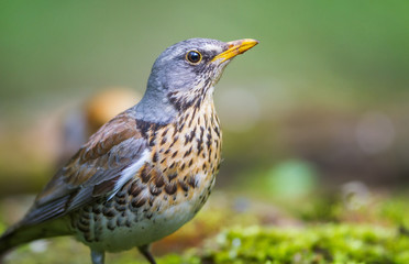 The Fieldfare portrait