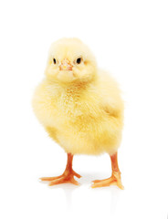 Small yellow chicken isolated on white