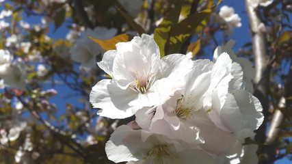 White with pink flowers of the aple blossoms 