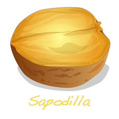 sapodilla fruit vector isolated